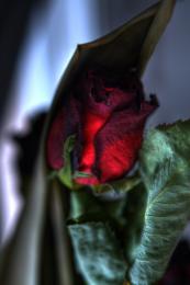 Old roses...